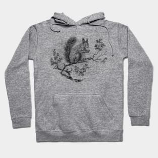 Squirrel Vintage illustration Hoodie